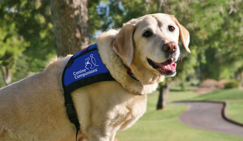 About International Association of Assistance Dog Partners (IAADP)